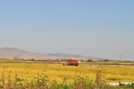Gönenli Çeltik Üreticileri Son Sekiz Yılın En İyi Dönemini Yaşıyor