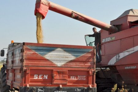 Gönenli Çeltik Üreticileri Son Sekiz Yılın En İyi Dönemini Yaşıyor