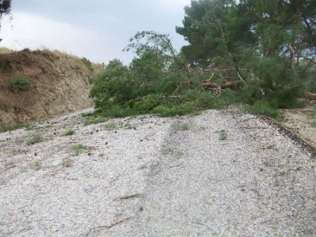 Gördes'te Kuvvetli Rüzgar Ağaçları Devirdi