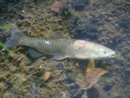 Göynük Çayı'nda toplu balık ölümü
