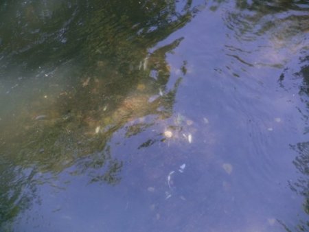 Göynük Çayı'nda toplu balık ölümü