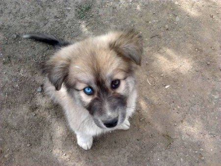 Gözleri farklı renkli köpek görenlerin dikkatini çekiyor