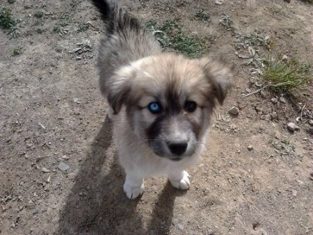 Gözleri farklı renkli köpek görenlerin dikkatini çekiyor