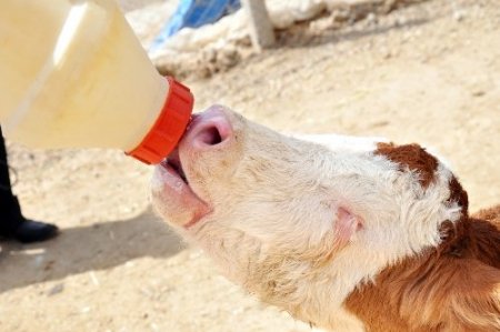 Gözleri görmeyen buzağıyı sahibi biberonla besliyor