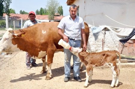 Gözleri görmeyen buzağıyı sahibi biberonla besliyor