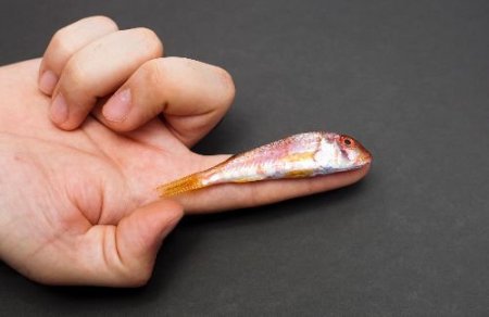 Greenpeace, Küçük Balık Avına Karşı Kampanya Başlattı