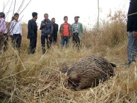 Gripten Korkan Köylüler Yaban Domuzunu Öldürdü