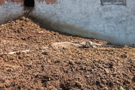 Gübreliğe saplanan danayı itfaiye güçlükle kurtardı