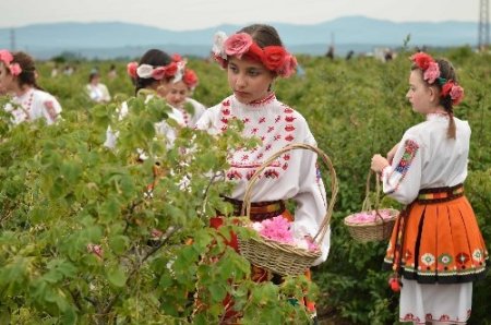 Gül Vadisi'nde gül festivali