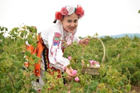 Gül Vadisi'nde gül festivali