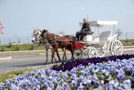 Gül Yağı İle Tanınan Türkiye, Park Ve Bahçelerine Dikeceği Gülleri İthal Ediyor