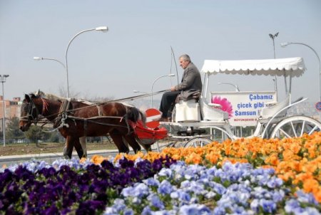 Gül Yağı İle Tanınan Türkiye, Park Ve Bahçelerine Dikeceği Gülleri İthal Ediyor
