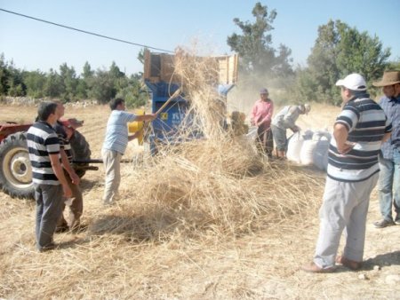 Gülnar'da Buğday Hasadı Başladı