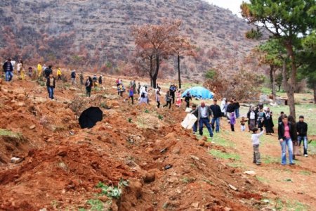 Gülnar'da yanık sahalar ağaçlandırılıyor