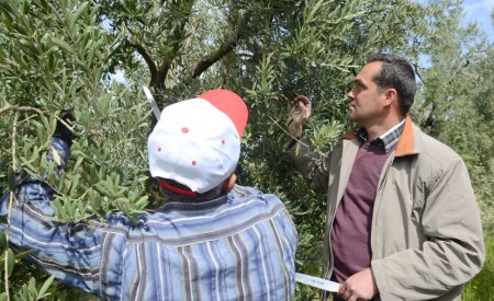 Gümülcineli çiftçilere zeytin eğitimi verildi