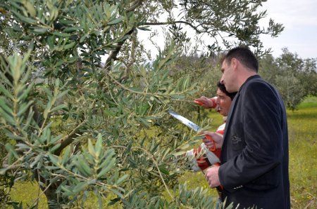 Gümülcineli çiftçilere zeytin eğitimi verildi