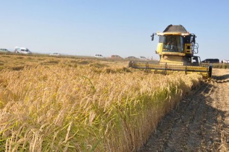 Günaydın: 'Çeltik üreticisi TMO'nun fiyat açıklamaması nedeniyle kaygılı'