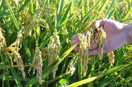 Günaydın: 'Çeltik üreticisi TMO'nun fiyat açıklamaması nedeniyle kaygılı'