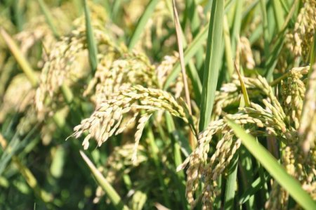 Günaydın: 'Çeltik üreticisi TMO'nun fiyat açıklamaması nedeniyle kaygılı'