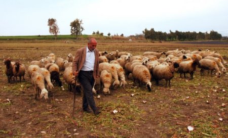 Gündüz çoban gece sanatçı