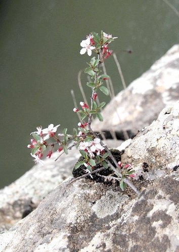 Güneydoğu dağları baharda bir başka güzel