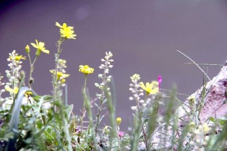 Güneydoğu dağları baharda bir başka güzel