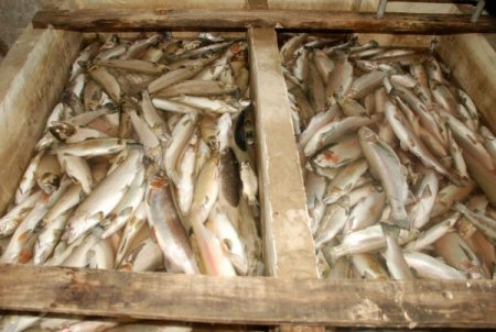 Güneysu Deresi’nde Binlerce Balık Öldü