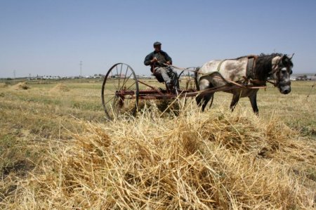 Gürcistan'dan ot ithalatının önündeki engel kaldırıldı