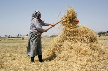 Gürcistan'dan ot ithalatının önündeki engel kaldırıldı