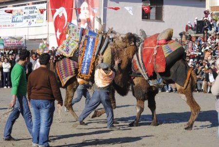 Güreş Meydanından Kaçan Develer Seyircileri Ezdi