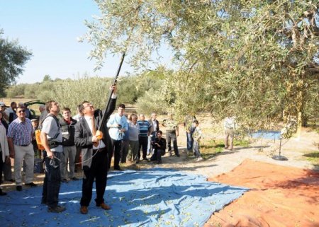 Gürmen: Zeytinyağının kilosuna 1 lira, zeytine 20 kuruş prim bekliyoruz