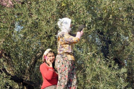 Gürmen: Zeytinyağının kilosuna 1 lira, zeytine 20 kuruş prim bekliyoruz