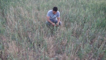Güroymaklı Çiftçiler Buğdaydan Beklenen Verimi Alamadı