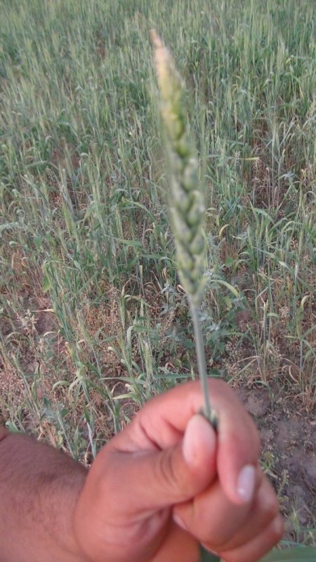 Güroymaklı Çiftçiler Buğdaydan Beklenen Verimi Alamadı