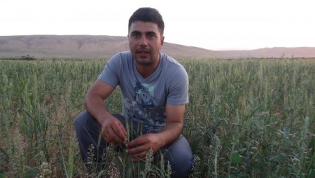 Güroymaklı Çiftçiler Buğdaydan Beklenen Verimi Alamadı