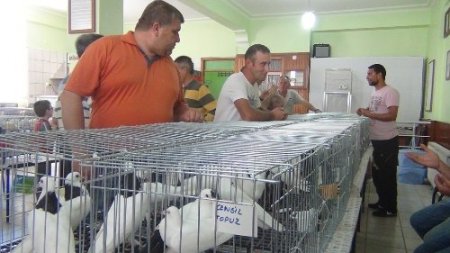 Güvercin sevdalıları Edremit’te bir araya geldi