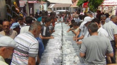 Güvercin sevdalıları Edremit’te bir araya geldi