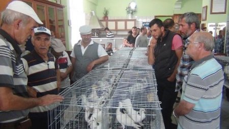 Güvercin sevdalıları Edremit’te bir araya geldi