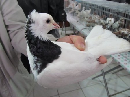 Güvercin Tutkunları Edremit'te Buluştu