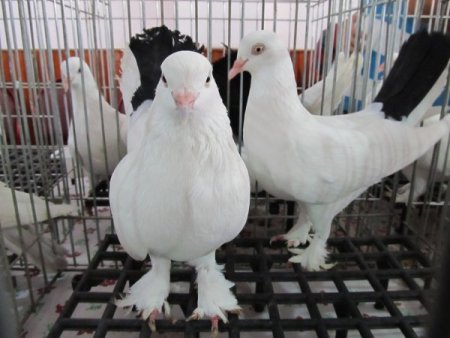 Güvercin Tutkunları Edremit'te Buluştu