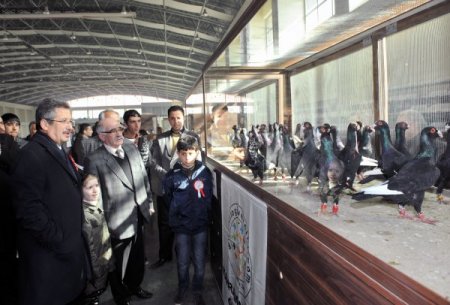 Güvercin tutkunları Güvercin Festivali'nde buluştu