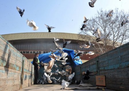 Güvercin tutkunları Güvercin Festivali'nde buluştu