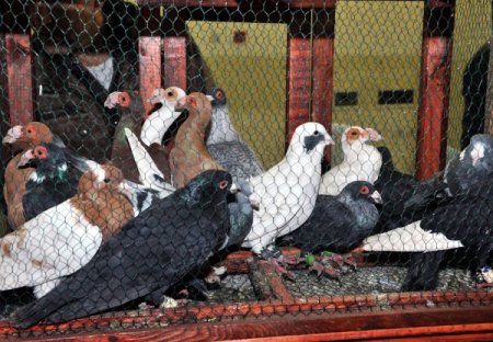 Güvercin tutkunları Güvercin Festivali'nde buluştu