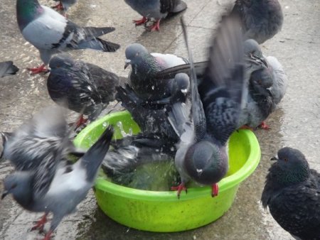 Güvercinlerden soğuk duş