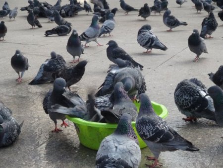 Güvercinlerden soğuk duş