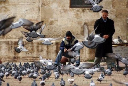 Güvercinlere Yem Atmak Huzur Veriyor