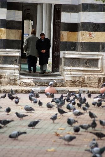 Güvercinlere Yem Atmak Huzur Veriyor