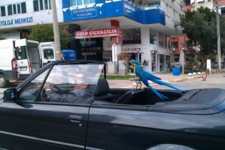 Güzel havayı fırsat bildi, 2 papağanıyla gezmeye çıktı