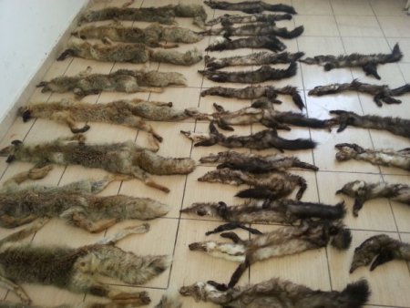 Hakkari'de 20 bin paket kaçak sigara ele geçirildi