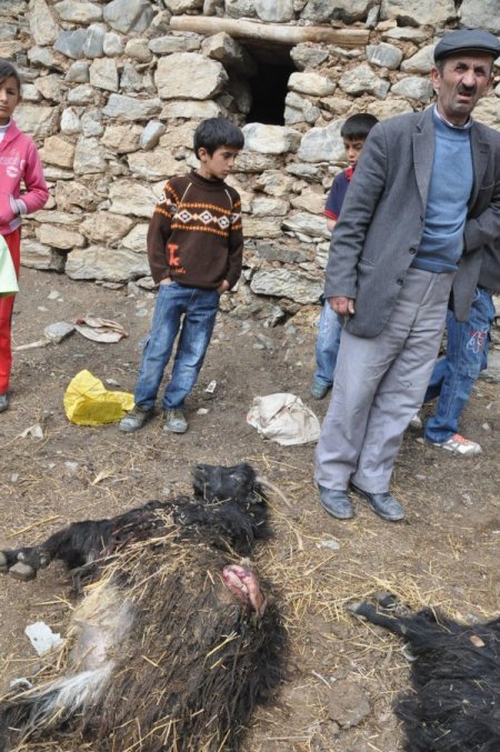 Hakkari'de Başıboş Köpekler 10 Keçiyi Telef Etti İddiası